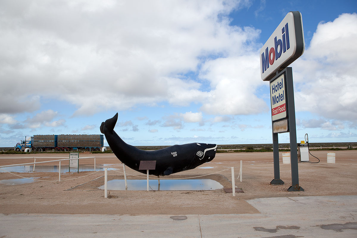 Nullarbor Whale